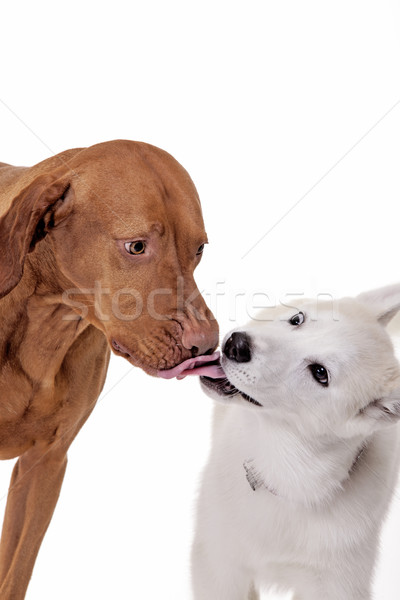 キス 犬 ハンガリー語 ハスキー 犬 キス ストックフォト © Quasarphoto