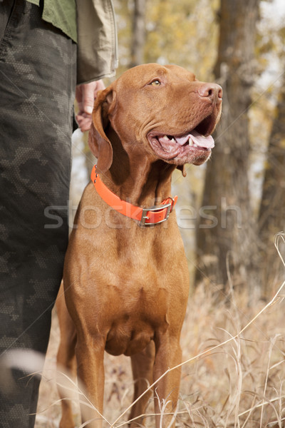 dog at heel in forest Stock photo © Quasarphoto