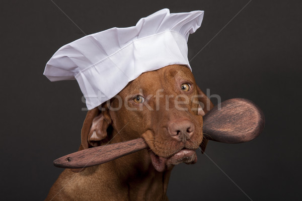 Perro chef cuchara de madera boca oscuro Foto stock © Quasarphoto