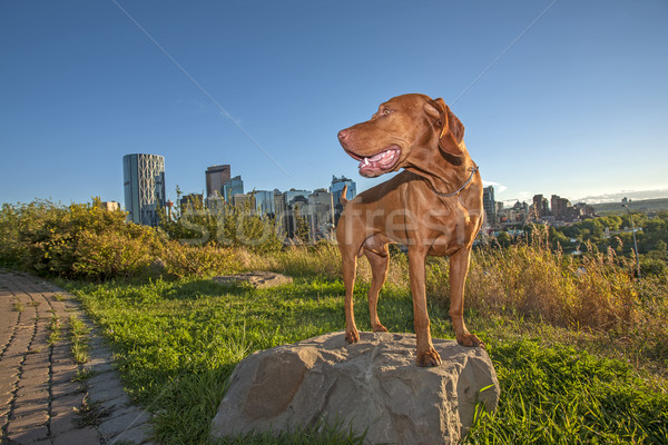 Város kutya áll kő park toronyház Stock fotó © Quasarphoto