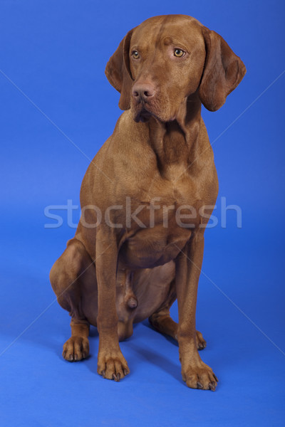 Nietknięty mężczyzna psa posiedzenia studio niebieski Zdjęcia stock © Quasarphoto