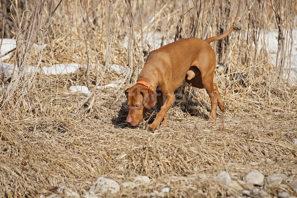 dog on scent Stock photo © Quasarphoto