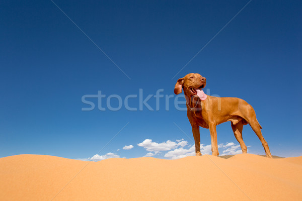 Köpek ayakta çöl altın Stok fotoğraf © Quasarphoto