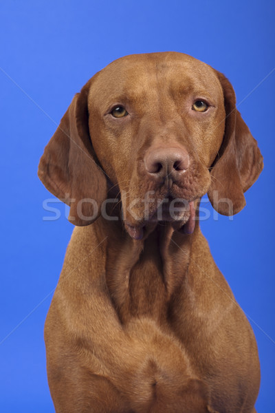 Köpek portre bakıyor kamera Stok fotoğraf © Quasarphoto