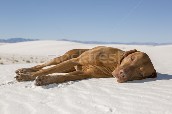 Köpek çöl kum altın renk Stok fotoğraf © Quasarphoto