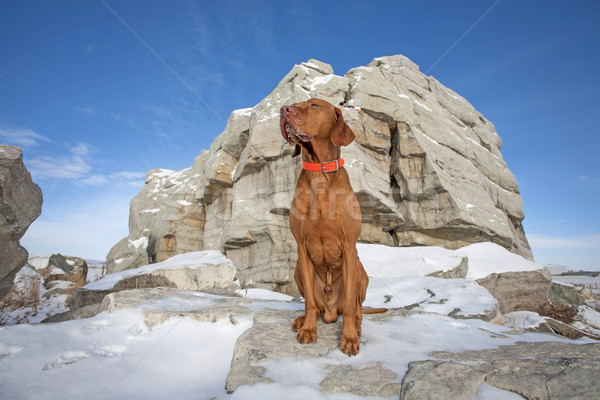 Köpek kış oturma uçurum soğuk hava durumu Stok fotoğraf © Quasarphoto