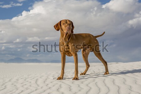 Cão areia branca deserto dourado em pé blue sky Foto stock © Quasarphoto