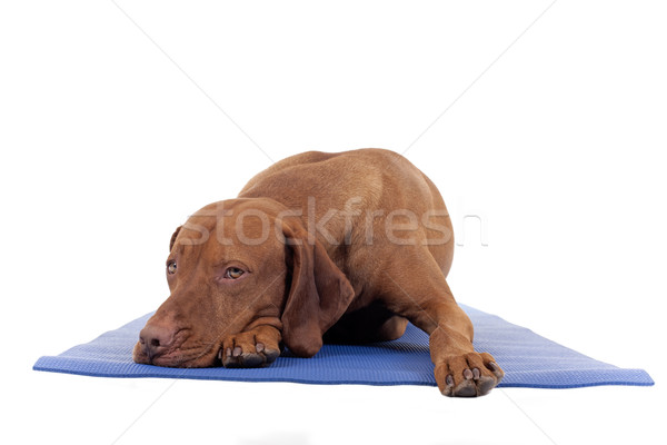 Gerek köpek yoga mat yalıtılmış beyaz Stok fotoğraf © Quasarphoto