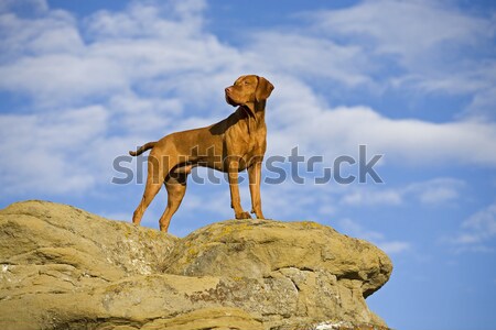 dog on the cliff Stock photo © Quasarphoto