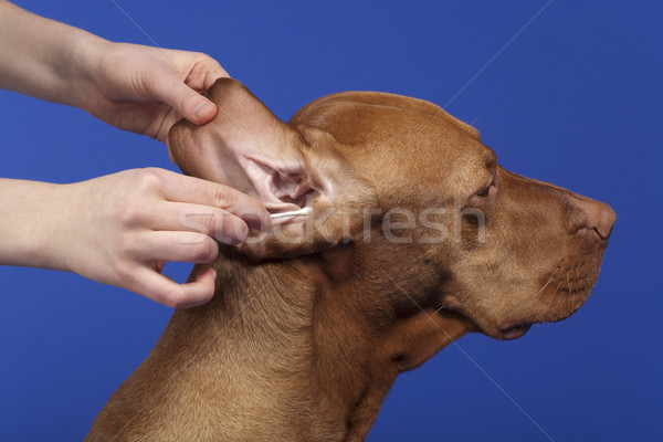 Kutya emberi kezek takarítás fül Stock fotó © Quasarphoto