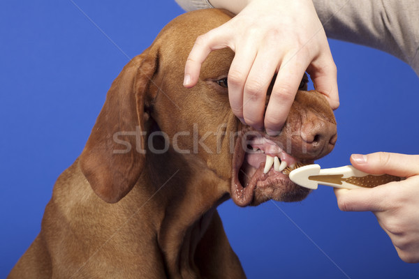 Perros dientes perro diente cepillo Foto stock © Quasarphoto