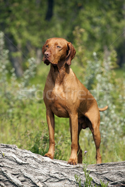 Muscular posando aire libre húngaro perro Foto stock © Quasarphoto