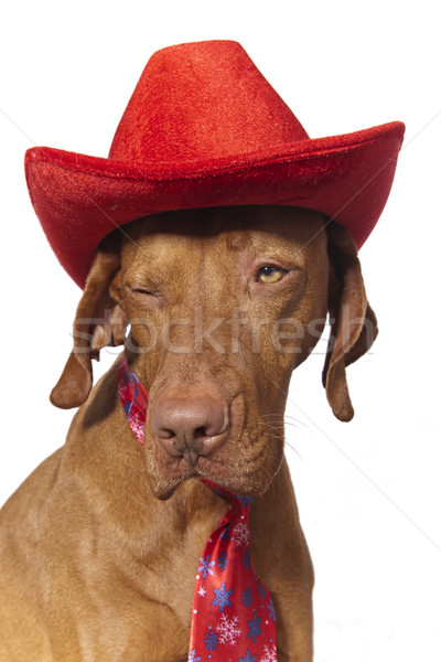 Perro sombrero leer cuello Foto stock © Quasarphoto