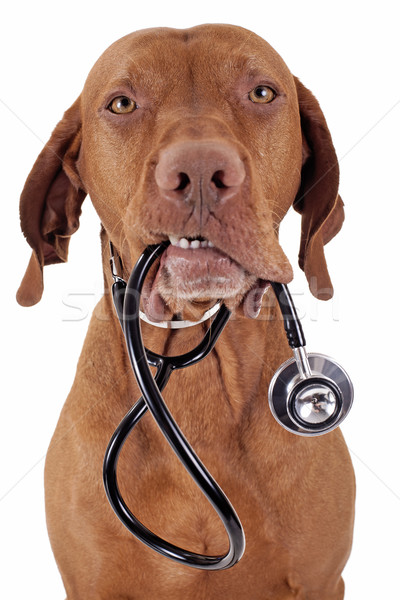 Köpek hemşire stetoskop ağız yalıtılmış Stok fotoğraf © Quasarphoto