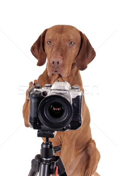 It'smy turn to take pictures Stock photo © Quasarphoto