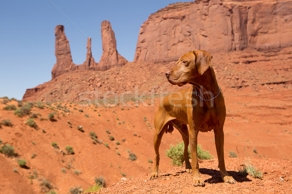 red dog in desert Stock photo © Quasarphoto