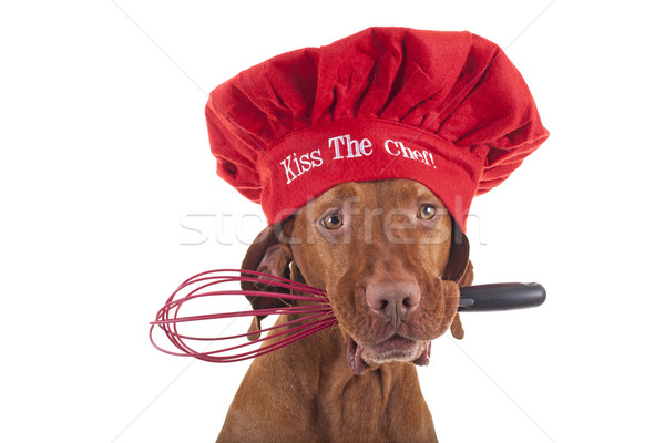 Dog Christmas chef Stock photo © Quasarphoto