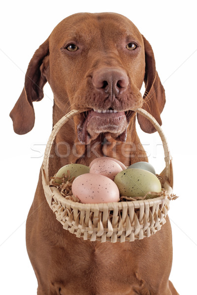 Cão cesta de ovos bonitinho boca cesta Foto stock © Quasarphoto