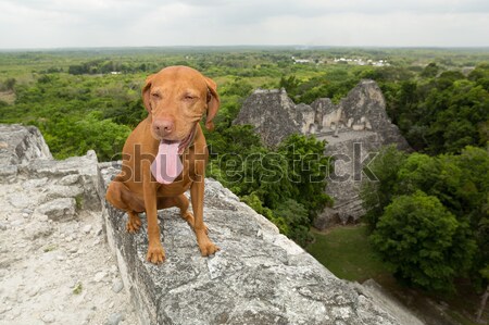 Perro feliz aire libre superior rock Foto stock © Quasarphoto