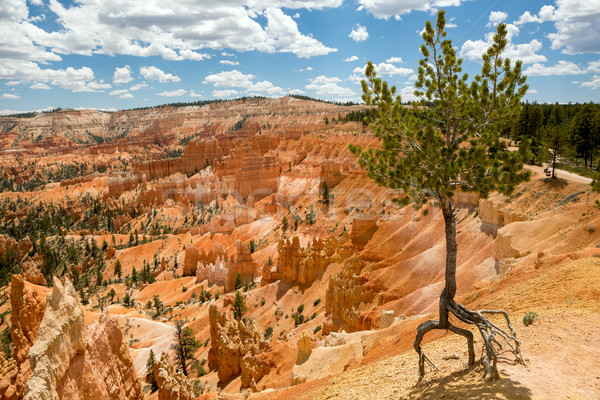 Egyedüli fa oldal kanyon fenyőfa Stock fotó © Quasarphoto