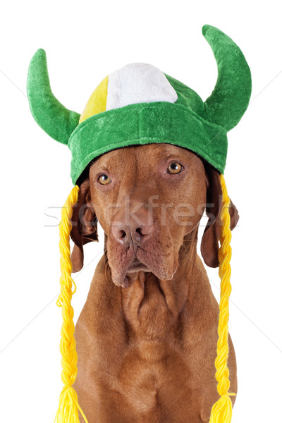 Stockfoto: Hond · viking · hoed · gouden · zuiver · ras