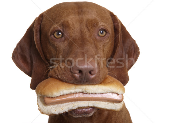 Ispita câine mânca hot dog alimente carne Imagine de stoc © Quasarphoto