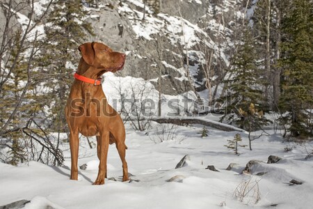 Foto d'archivio: Cane · posa · neve · fiume · parco