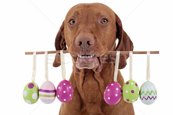 Сток-фото: собака · пасхальных · яиц · пасхальное · яйцо · украшения · Stick