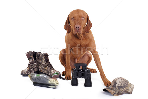 ready for hunting Stock photo © Quasarphoto