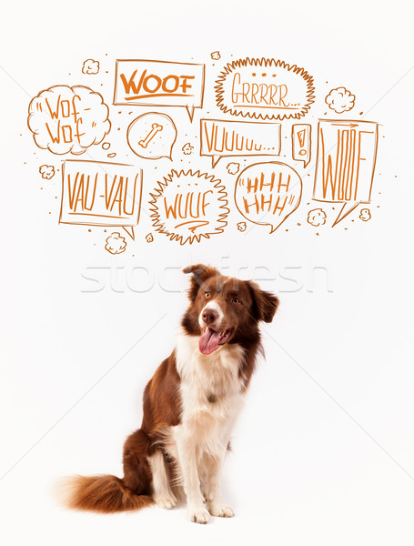 ストックフォト: かわいい · 犬 · 泡 · ブラウン · 白 · ボーダーコリー