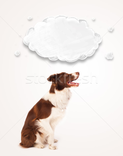可愛 邊境牧羊犬 空的 雲 棕色 白 商業照片 © ra2studio