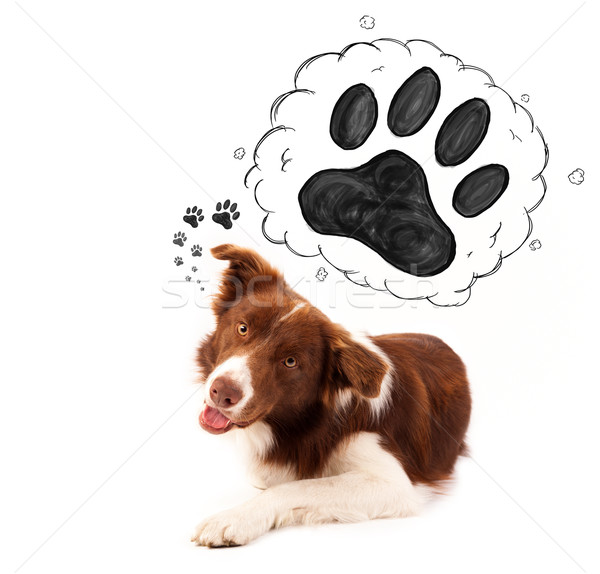 Cute Border Collie paw über Kopf braun Stock foto © ra2studio