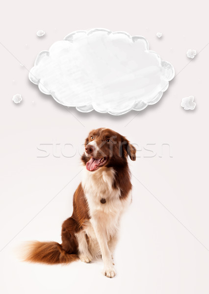 Cute border collie vide nuage brun blanche Photo stock © ra2studio