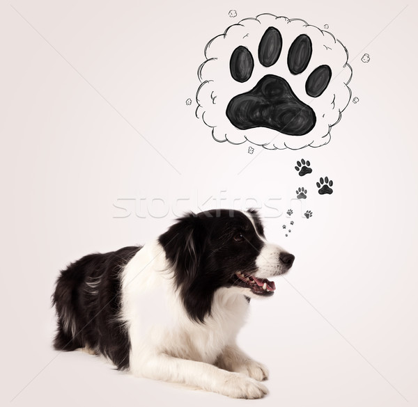 Stock photo: Cute border collie with paw above her head
