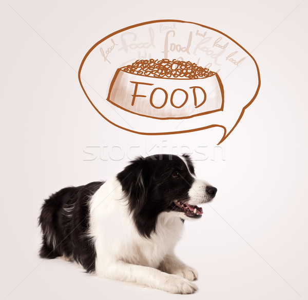 Drăguţ border collie alimente negru alb gândire Imagine de stoc © ra2studio