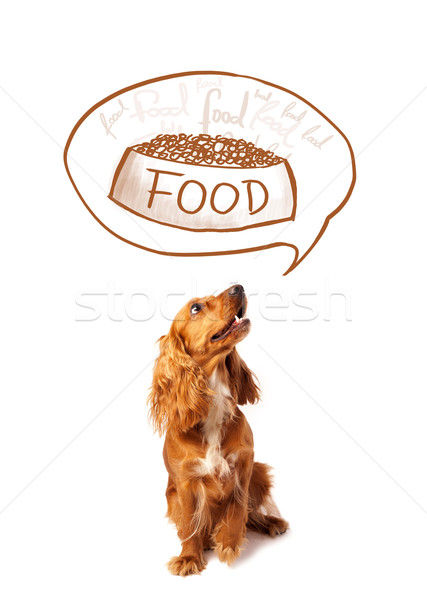 Cute cocker spaniel dreaming about food Stock photo © ra2studio