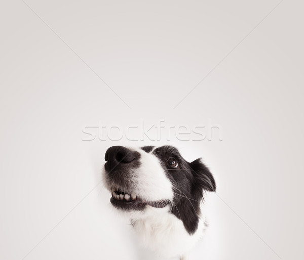 Drăguţ border collie spatiu copie negru alb spaţiu Imagine de stoc © ra2studio