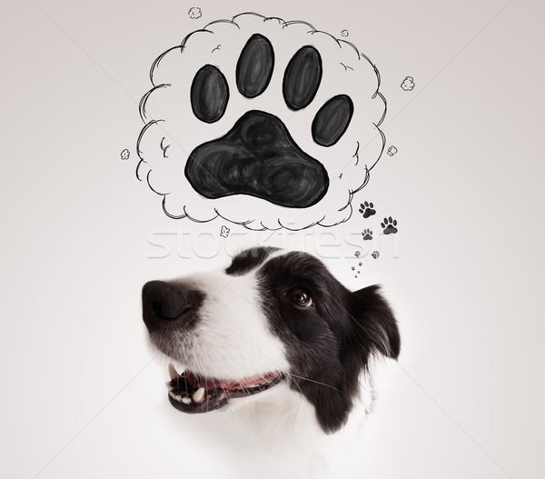 Cute Border Collie paw über Kopf schwarz weiß Stock foto © ra2studio