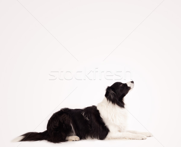 Cute border collie with copy space Stock photo © ra2studio