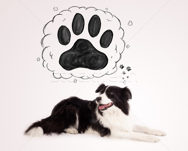 [[stock_photo]]: Cute · border · collie · patte · au-dessus · tête · blanc · noir