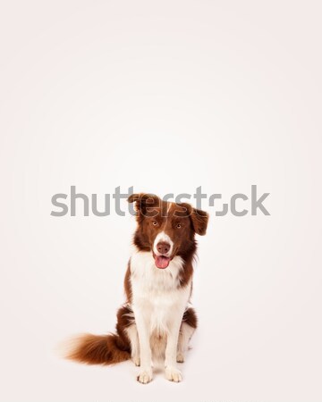 可愛 邊境牧羊犬 複製空間 棕色 白 商業照片 © ra2studio
