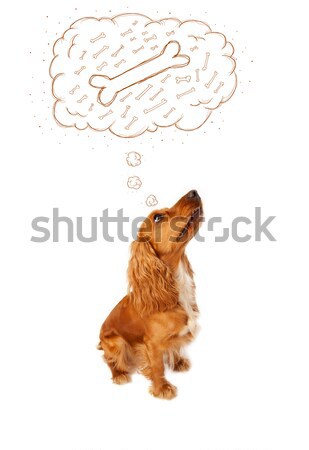 Cute dog with thought bubble thinking about a bone Stock photo © ra2studio