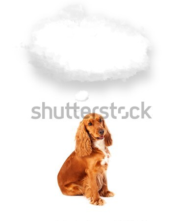 Stock photo: Cute cocker spaniel with copy space