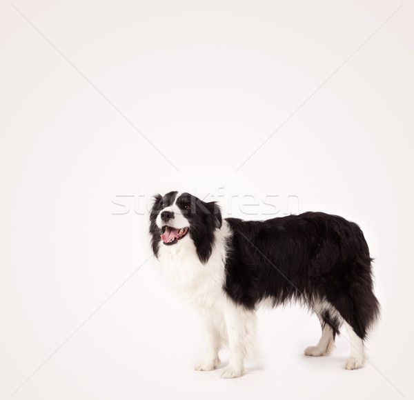 Cute border collie copia spazio bianco nero spazio Foto d'archivio © ra2studio