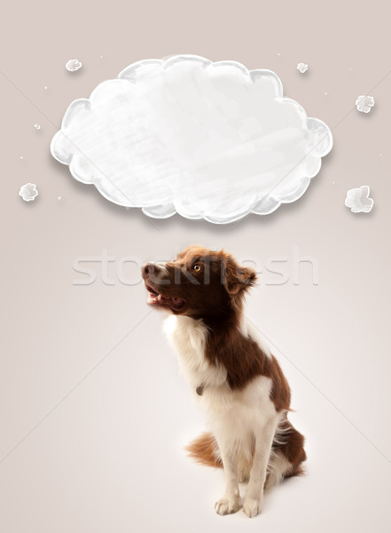 可愛 邊境牧羊犬 空的 雲 棕色 白 商業照片 © ra2studio