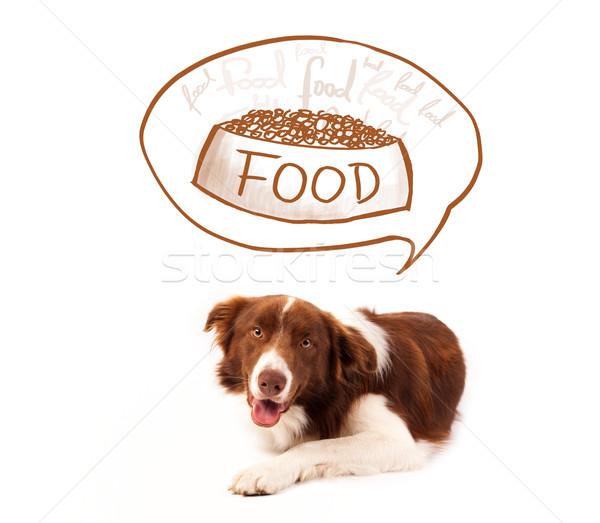 Cute border collie voedsel bruin witte Stockfoto © ra2studio