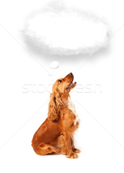 Cute dog with empty cloud bubble Stock photo © ra2studio