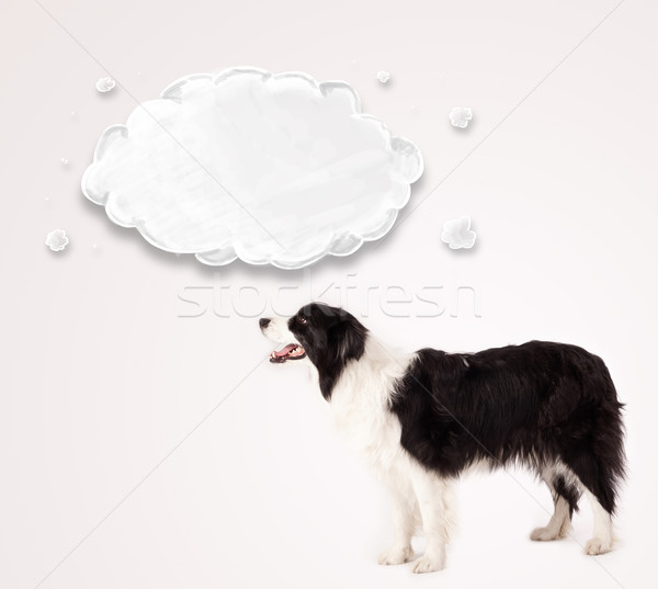 可愛 邊境牧羊犬 空的 雲 黑白 以上 商業照片 © ra2studio