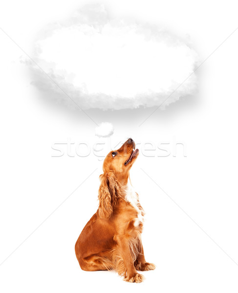 Cute dog with empty cloud bubble Stock photo © ra2studio