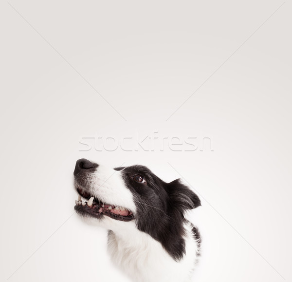 Bonitinho border collie cópia espaço preto e branco espaço Foto stock © ra2studio